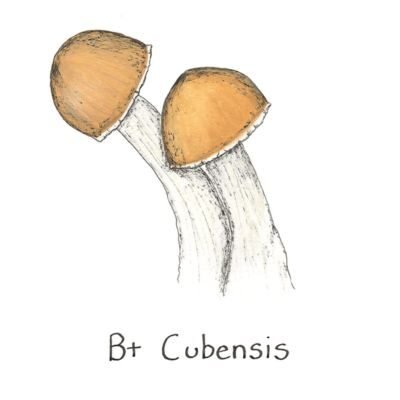 fungushead bestseller (1)