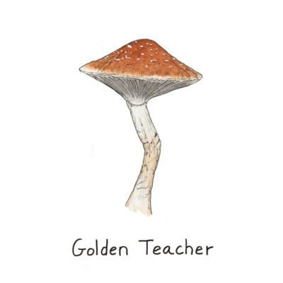 fungushead bestseller