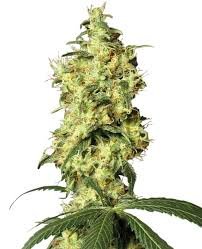 White Widow Auto Feminized Seeds